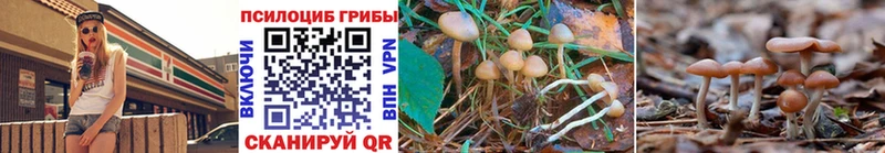 как найти закладки  Кострома  Псилоцибиновые грибы Cubensis 